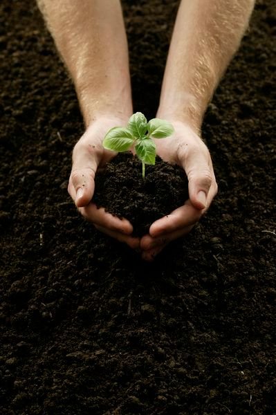 fertilizer